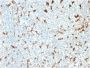 CD68 (Macrophage Marker)(C68/2511), CF647 conjugate, 0.1mg/mL