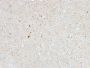 Calretinin / Calbindin 2 (Mesothelioma Marker)(CALB2/2603), CF647 conjugate, 0.1mg/mL