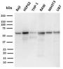 PD-L2 / PDCD1LG2 / CD273(PDL2/2676), CF647 conjugate, 0.1mg/mL