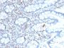 BMI1 (Oncogene and Stem Cell Marker)(BMI1/2689), CF647 conjugate, 0.1mg/mL