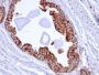 PMEPA1 / TMEPAI (Tumor Suppressor Oncoprotein)(PMEPA1/2696), CF647 conjugate, 0.1mg/mL
