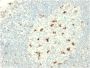 CD68 (Macrophage Marker)(C68/2709), CF647 conjugate, 0.1mg/mL