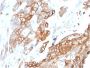 Heregulin-1 / Neuregulin-1 (Breast and Urothelial Marker)(NRG1/2710), CF647 conjugate, 0.1mg/mL
