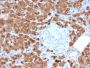 Carboxypeptidase A1 / CPA1 (Pancreatic Cancer Marker)(CPA1/2712), CF647 conjugate, 0.1mg/mL