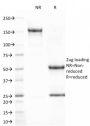 CD80 (B7-1)(C80/2723), CF647 conjugate, 0.1mg/mL