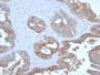 MUC1 / CA15-3 / EMA / CD227 (Epithelial Marker) (MUC1/2729R), CF647 conjugate, 0.1mg/mL