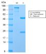 MUC1 / CA15-3 / EMA / CD227 (Epithelial Marker) (MUC1/2729R), CF647 conjugate, 0.1mg/mL
