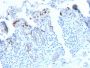 CD209 / DC-SIGN (Pathogen Receptor on Dendritic Cells)(C209/2749R), CF647 conjugate, 0.1mg/mL