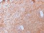 CD40 Ligand / CD154 / TRAP1 (Activation Marker of T-Lymphocytes)(CD40LG/2761), CF647 conjugate, 0.1mg/mL