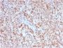 CD40 Ligand / CD154 / TRAP1 (Activation Marker of T-Lymphocytes)(CD40LG/2763), CF647 conjugate, 0.1mg/mL