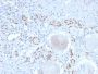 PAX8 (Renal Cell Marker)(PAX8/2774R), CF647 conjugate, 0.1mg/mL