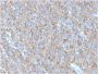CD63 (Late Endosomes Marker)(LAMP3/2790), CF647 conjugate, 0.1mg/mL