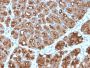 MUC1 / CA15-3 / EMA / CD227 (Epithelial Marker)(MUC1/2818R), CF647 conjugate, 0.1mg/mL