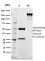 Tal1(BTL73), CF647 conjugate, 0.1mg/mL