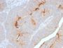 Serum Amyloid A (SAA/2868R), CF647 conjugate, 0.1mg/mL