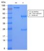 Serum Amyloid A (SAA/2868R), CF647 conjugate, 0.1mg/mL