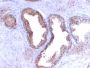 Prostate Specific Antigen (PSA) (KLK3/2871R), CF647 conjugate, 0.1mg/mL