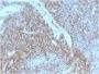 CD44 / HCAM Std. (HCAM/2875R), CF647 conjugate, 0.1mg/mL