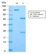 CD44 / HCAM Std. (HCAM/2875R), CF647 conjugate, 0.1mg/mL