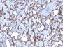 CD31 / PECAM-1 (Endothelial Cell Marker)(C31/2876R), CF647 conjugate, 0.1mg/mL