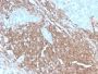 CD45RB (B-Cell Marker) (PTPRC/2877R), CF647 conjugate, 0.1mg/mL