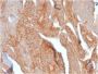 CD81 / TAPA-1 (C81/2885R), CF647 conjugate, 0.1mg/mL