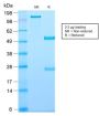 CD81 / TAPA-1 (C81/2885R), CF647 conjugate, 0.1mg/mL