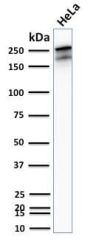 Spectrin beta III (SPTBN2) (SPTBN2/2894R), CF647 conjugate, 0.1mg/mL