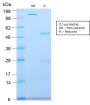 Spectrin beta III (SPTBN2) (SPTBN2/2894R), CF647 conjugate, 0.1mg/mL