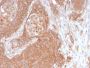 Spectrin beta III (SPTBN2) (SPTBN2/2894R), CF647 conjugate, 0.1mg/mL