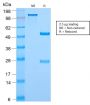 c-Myc Oncoprotein(MYC2895R), CF647 conjugate, 0.1mg/mL