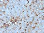 C1QA / Complement C1q A-Chain(C1QA/2955), CF647 conjugate, 0.1mg/mL