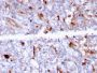 C1QA / Complement C1q A-Chain(C1QA/2956), CF647 conjugate, 0.1mg/mL