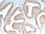 ICOS-L / ICOS Ligand / B7RP-1 (Immuno-Oncology Target)(ICOSL/3111), CF647 conjugate, 0.1mg/mL