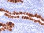 CD95 / FAS / TNFRSF6(FAS/3112), CF647 conjugate, 0.1mg/mL