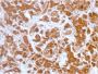 Growth Hormone (Pituitary Marker)(GH/3155), CF647 conjugate, 0.1mg/mL