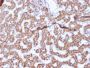 Prohibitin (Mitochondrial Marker)(PHB/3225), CF647 conjugate, 0.1mg/mL