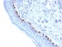 Tyrosinase-Related Protein-1 (TYRP-1) (Melanoma Marker)(TYRP1/3284), CF647 conjugate, 0.1mg/mL