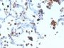 Napsin A (Lung Adenocarcinoma Marker)(NAPSA/3308), CF647 conjugate, 0.1mg/mL