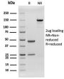CD79b (B-Cell Marker)(rIGB/1842), CF647 conjugate, 0.1mg/mL