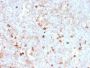 CD14 (Monocyte / Macrophage Marker)(rLPSR/2408), CF647 conjugate, 0.1mg/mL