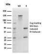 SOX2 (Embryonic Stem Cell Marker)(rSOX2/1792), CF647 conjugate, 0.1mg/mL