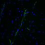 von Willebrand Factor(3E2D10), CF555 conjugate, 0.1mg/mL