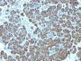 Mitochondrial Marker(113-1), CF555 conjugate, 0.1mg/mL