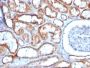 Mitochondrial Marker(113-1), CF555 conjugate, 0.1mg/mL