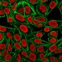 Histone H1(AE-4), CF568 conjugate, 0.1mg/mL