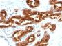 TAG-72 / CA72.4(B72.3), CF568 conjugate, 0.1mg/mL