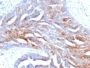 TAG-72 / CA72.4(B72.3), CF568 conjugate, 0.1mg/mL