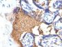 Glycophorin A / CD235a(GYPA/280), CF568 conjugate, 0.1mg/mL