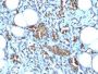 Glycophorin A / CD235a(GYPA/280), CF568 conjugate, 0.1mg/mL